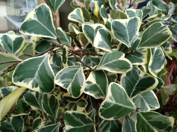 ficus met driehoekige bladeren