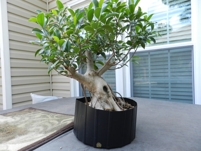 ficus