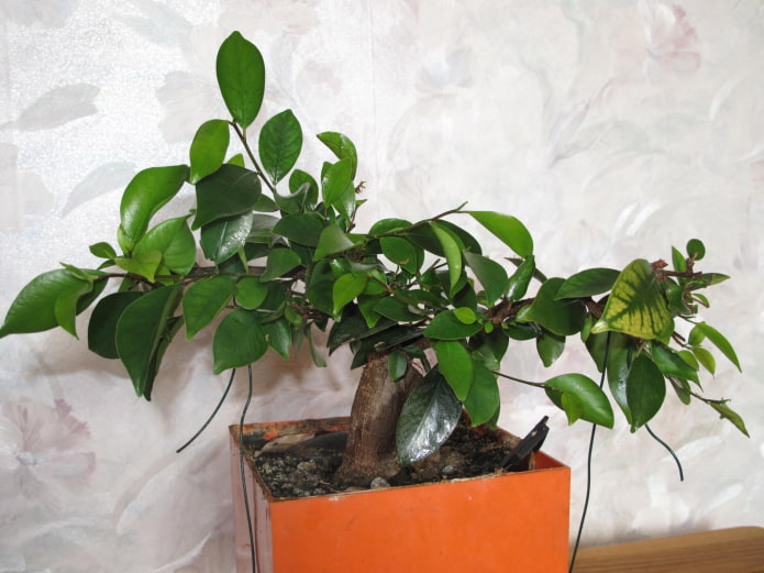 ficus retusa
