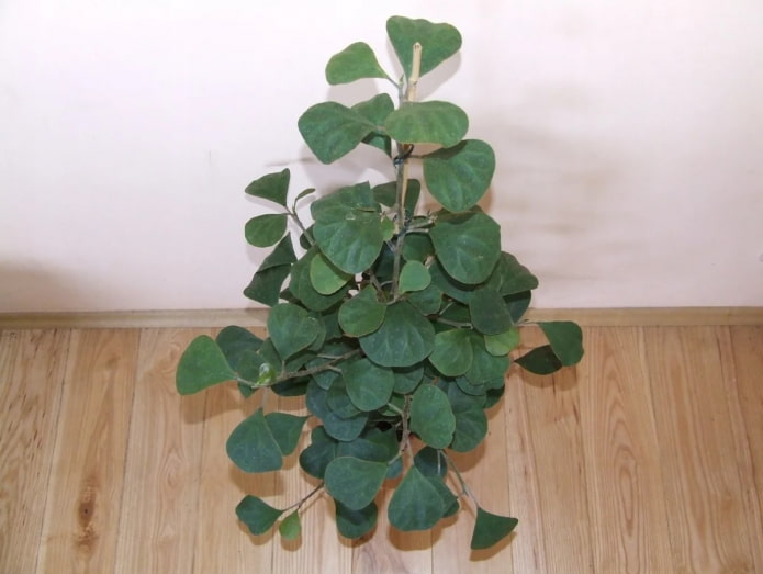 deltoid ficus in een pot