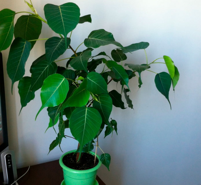 religieuze ficus 