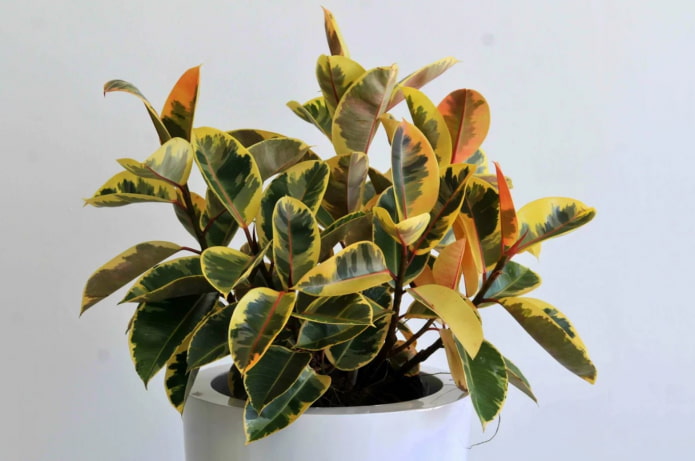 variegated rusty-leaved ficus