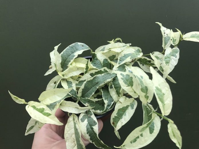 ficus sagitta variegated