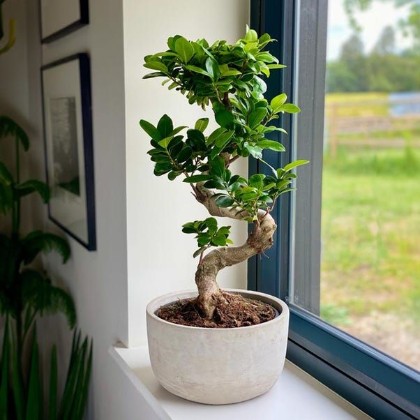 ficus microcarpa