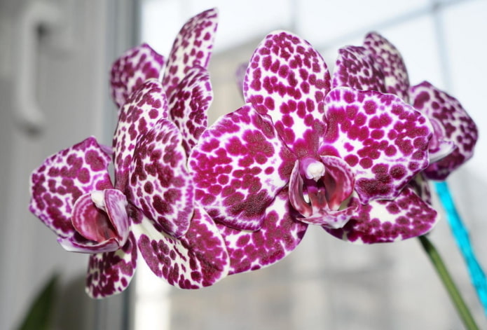 Phalaenopsis orchidee