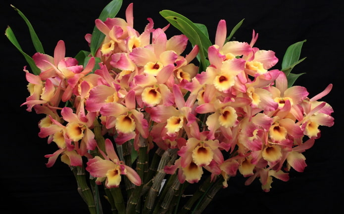 Dendrobium orchidee