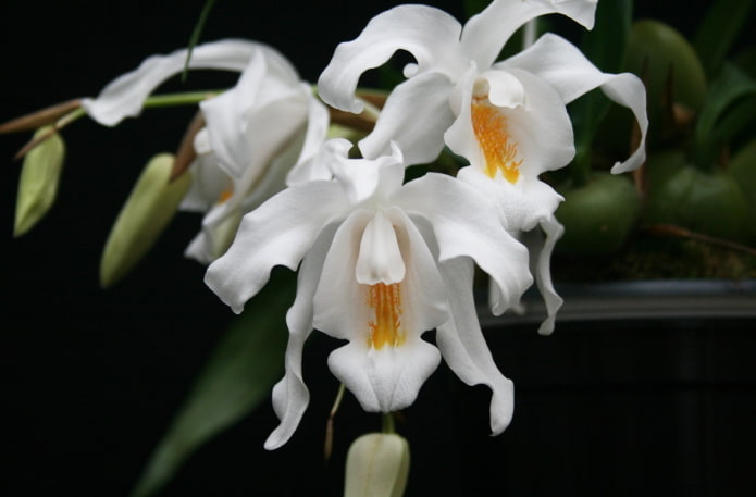 Coelogyne bloemen