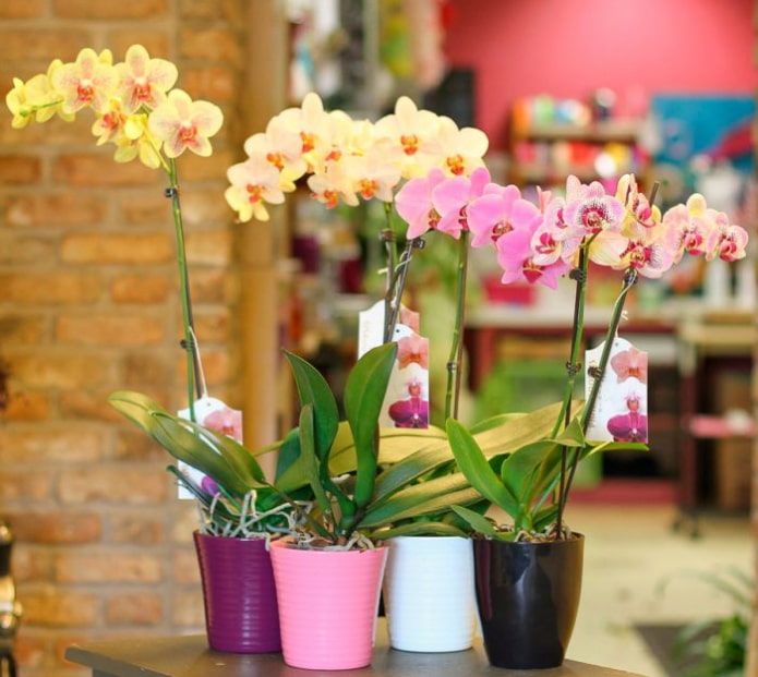 Monopodiale orchidee?n