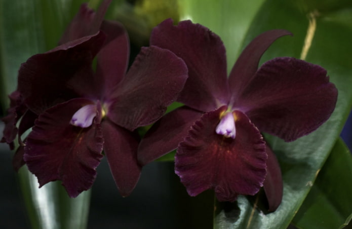 donkere orchidee
