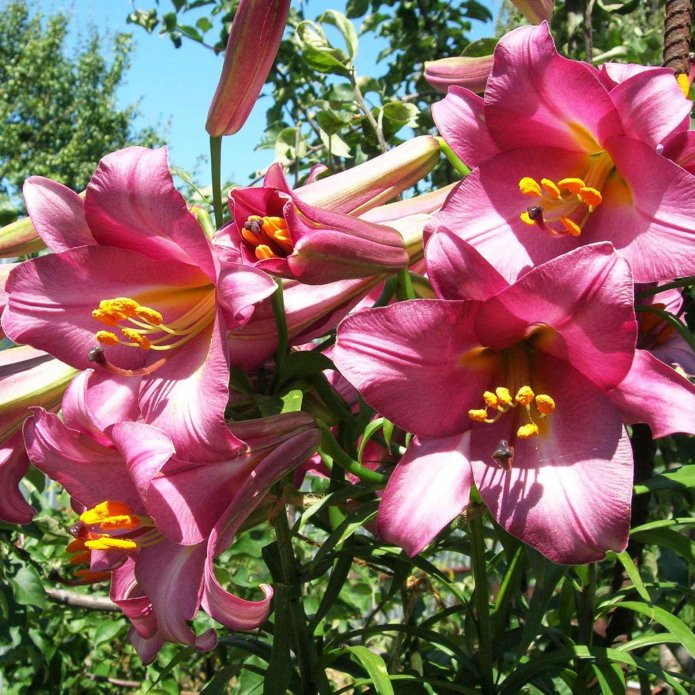 Bloeiwijze van de Pink Perfection-soort