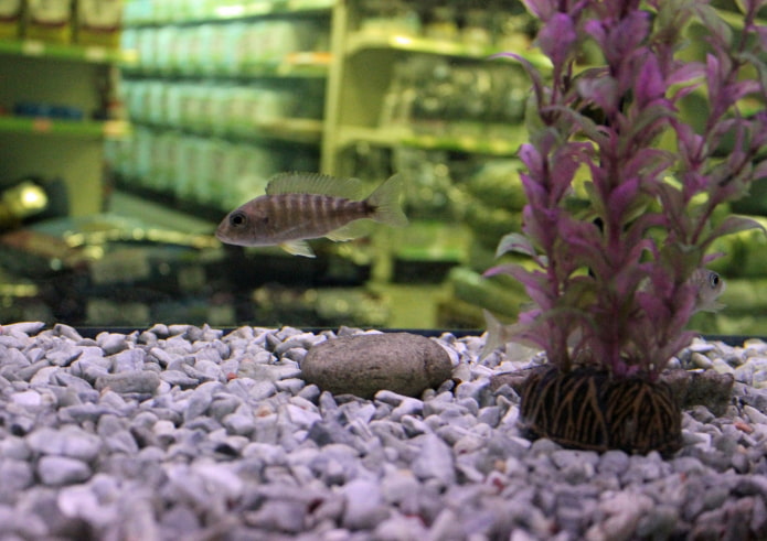 Aquariumkruimels