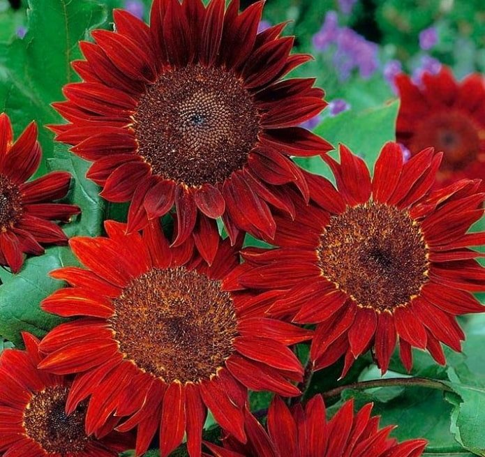 zonnebloemen