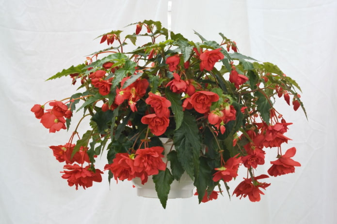 Begonia ampelnaya