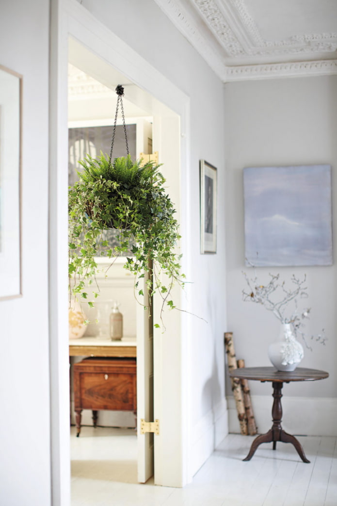 Klimop in het interieur