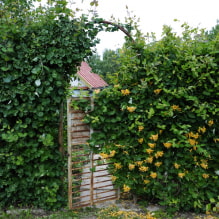19 klimplanten voor een hek-4