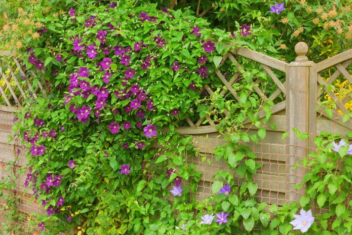 een hek versieren met clematis