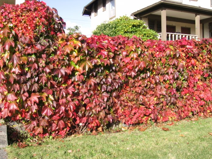 sierdruiven in de tuin