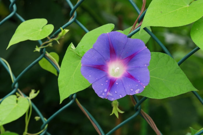 ochtendglorie bloemen