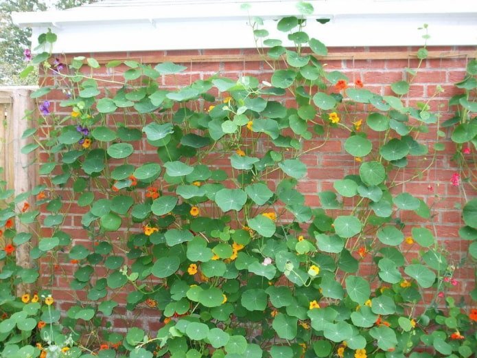 oost-indische kers bloemen en bladeren