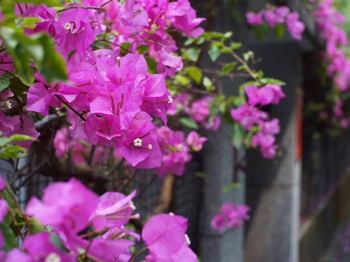 hoe plant je bougainvillea