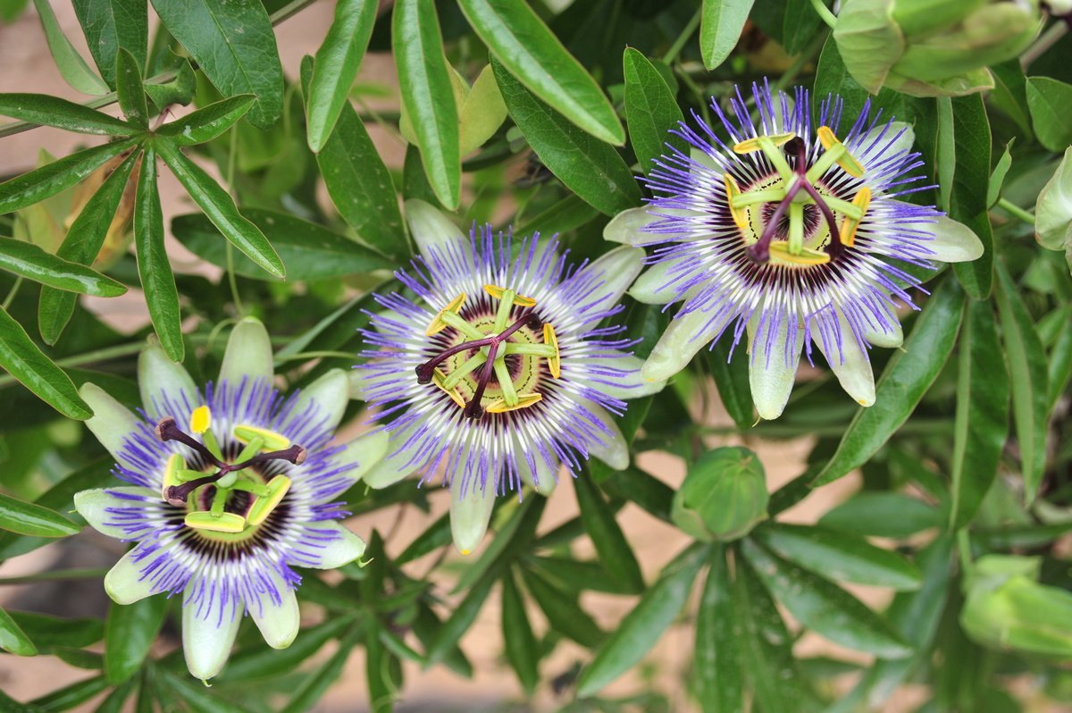 passiebloem