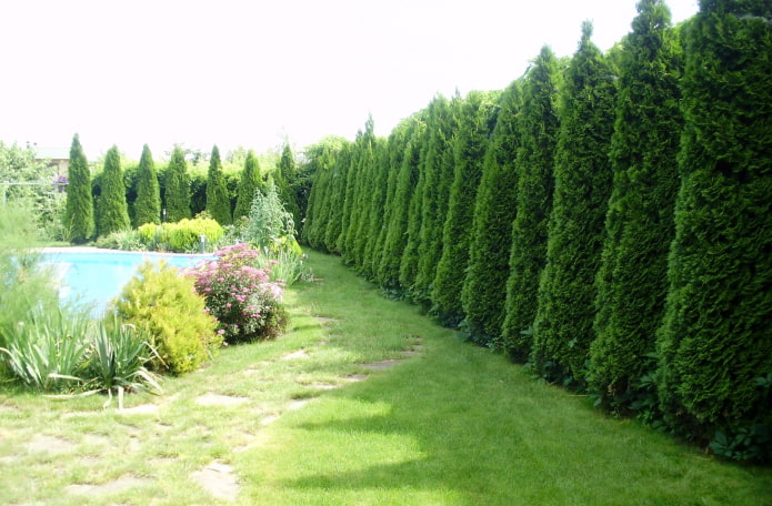 zomerzwembad achter een haag van thuja