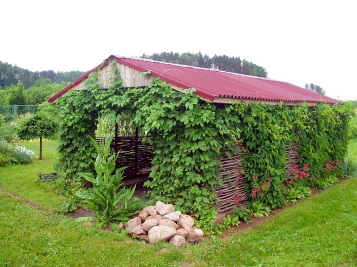 Het prieel vergroenen met druiven