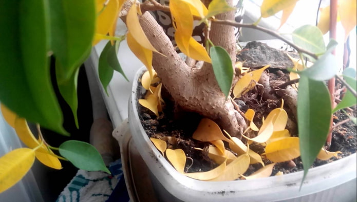 gele bladeren op een ficus