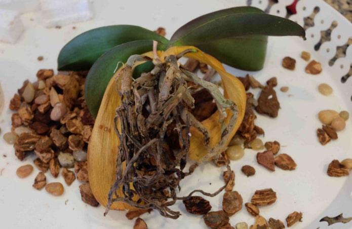 orchidee?nwortels verrot