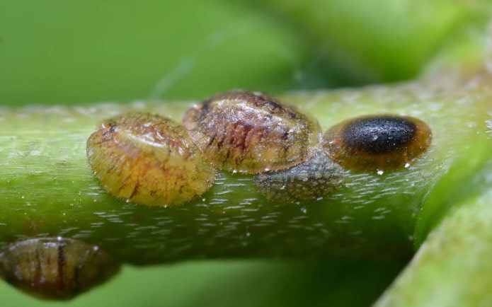 hoe kom ik van schildluizen af