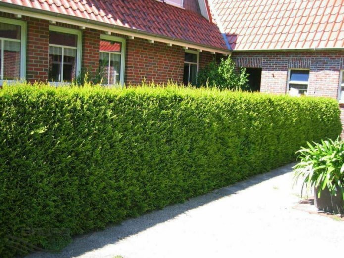 Haag van thuja-soort Brabant