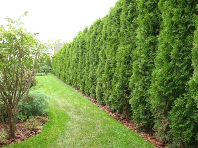 Haag van thuja-soort Smaragd