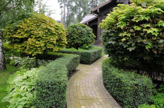 Haag van cotoneaster lucidus