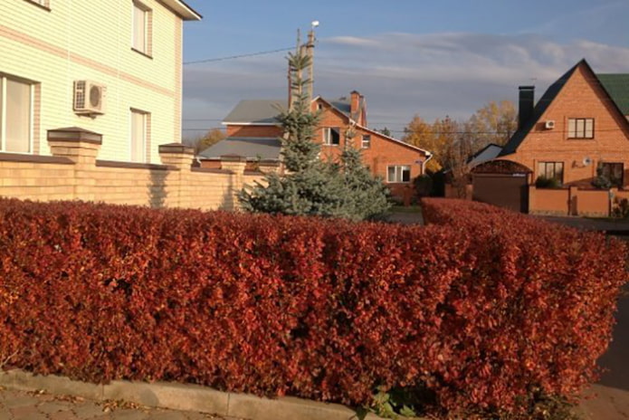 Hag van cotoneaster lucidus in de herfst