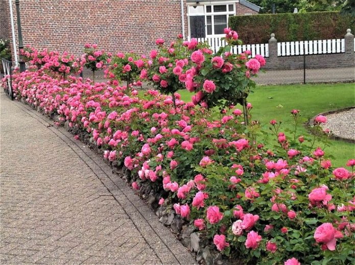 Rozenborder langs het pad
