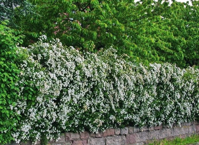 Bloeiende haag van bloedrode meidoorn