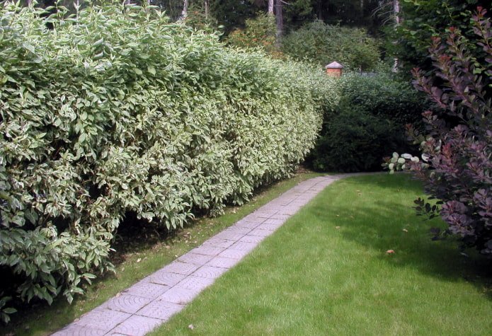 Kornoelje in haagontwerp