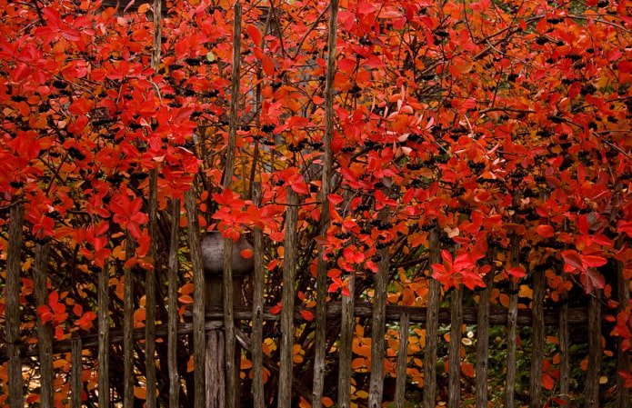 Aroniahaag in de herfst