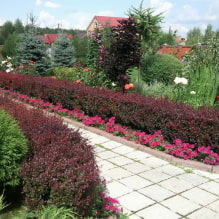 Welke planten kun je gebruiken om een haag te maken?-0