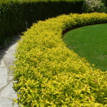 Welke planten kun je gebruiken om een haag te maken? haag?-1