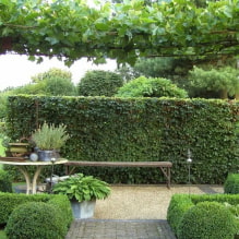 Welke planten kun je gebruiken om een haag te maken?-3
