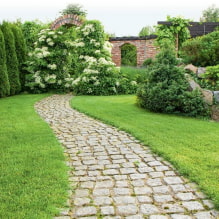 Welke planten kun je gebruiken om een haag te maken?-4