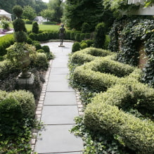 Welke planten kun je gebruiken om een haag te maken?-5