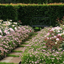 Welke planten kun je gebruiken om een haag te maken?-7