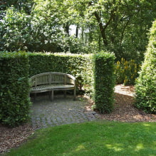 Welke planten kun je gebruiken om een haag te maken?-8