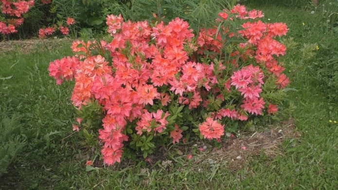 Japanse rododendron