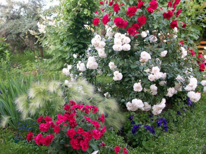 Granen en rozen